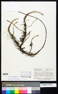 Myriophyllum pinnatum image