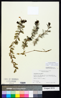 Myriophyllum spicatum image