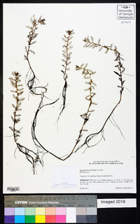 Proserpinaca pectinata image