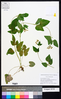 Thaspium trifoliatum image