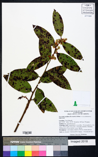 Leucothoe axillaris image