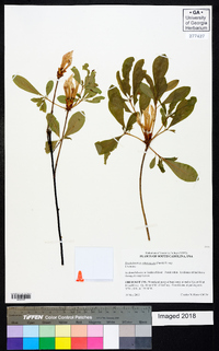 Rhododendron arborescens image