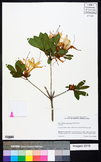 Rhododendron arborescens image