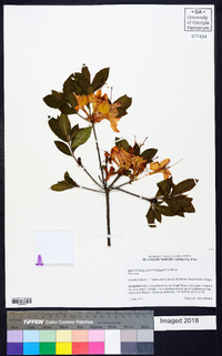 Rhododendron cumberlandense image