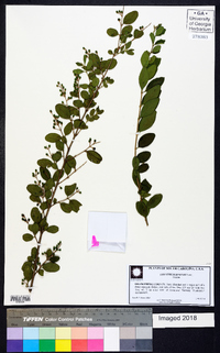 Ligustrum sinense image