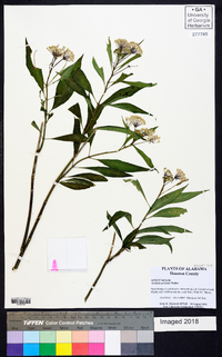 Asclepias perennis image