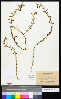 Gratiola aurea image