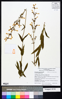 Penstemon australis image