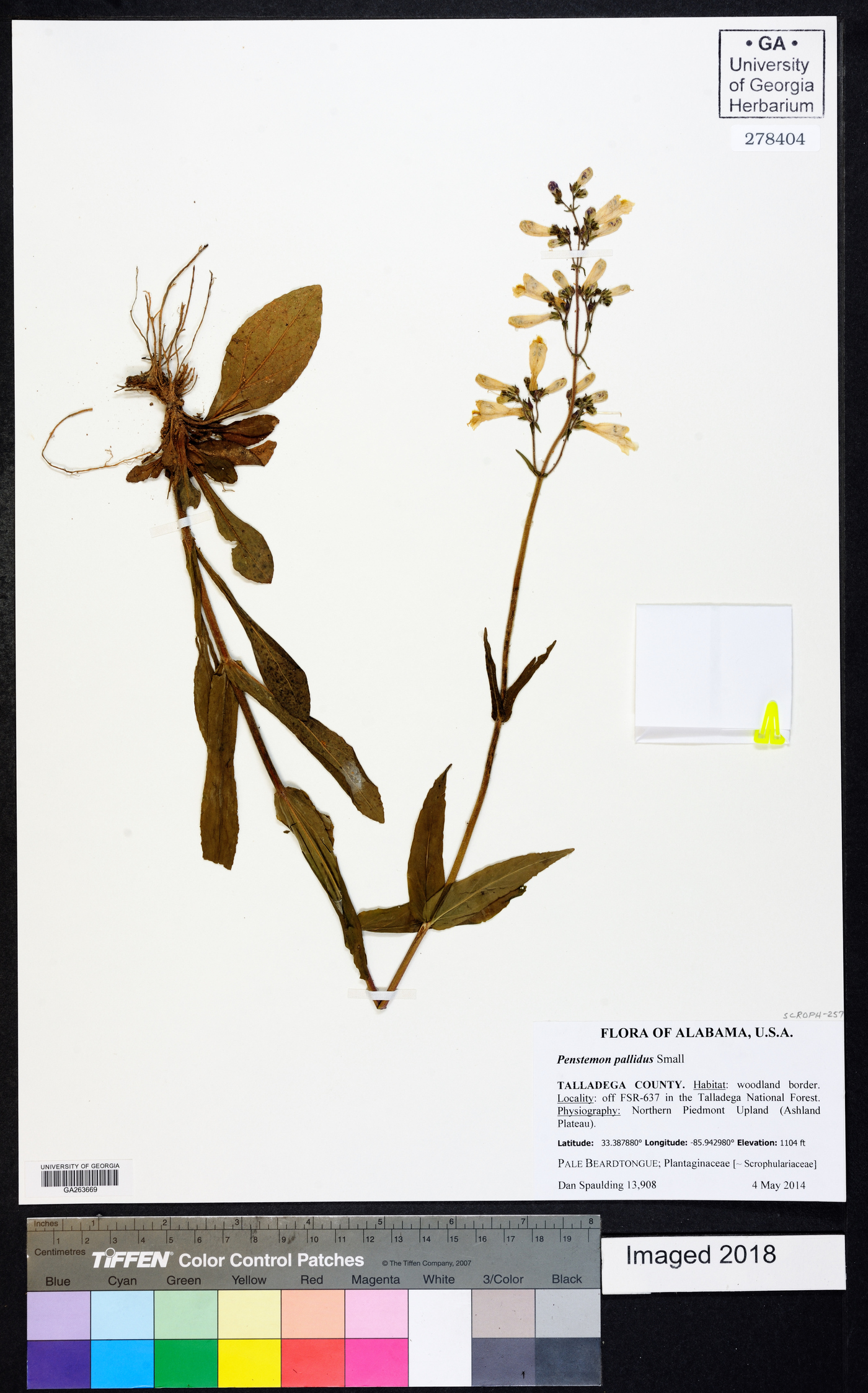 Penstemon pallidus image