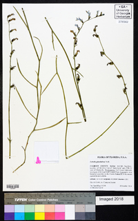 Lobelia glandulosa image