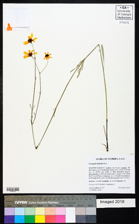 Coreopsis linifolia image