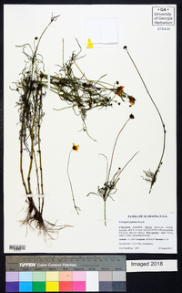 Coreopsis pulchra image