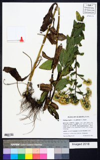 Solidago rigida image