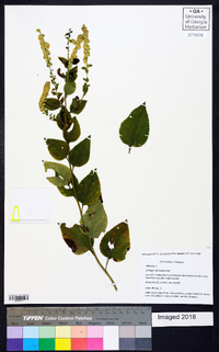 Solidago sphacelata image