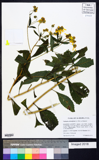 Verbesina alternifolia image