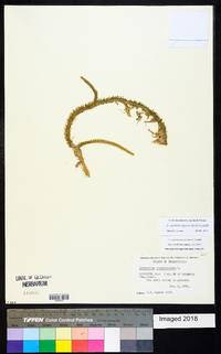 Lycopodiella alopecuroides image