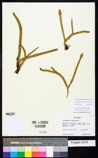 Lycopodiella alopecuroides image