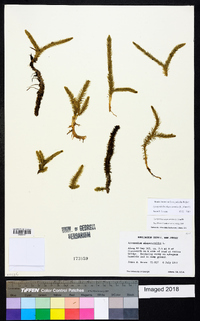 Lycopodiella alopecuroides image