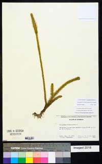 Lycopodiella alopecuroides image