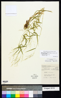 Dichanthelium dichotomum var. dichotomum image