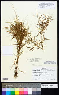 Dichanthelium dichotomum var. dichotomum image