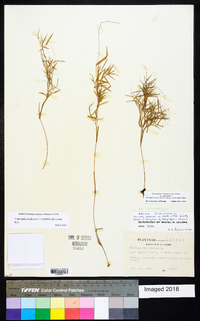 Dichanthelium dichotomum var. dichotomum image