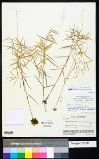 Dichanthelium dichotomum var. dichotomum image