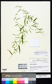 Dichanthelium dichotomum var. ramulosum image