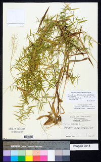 Dichanthelium dichotomum var. ramulosum image