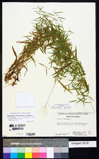 Dichanthelium dichotomum var. ramulosum image