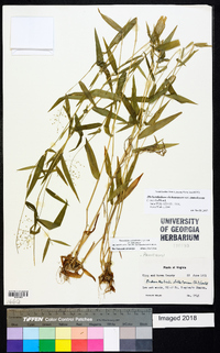 Dichanthelium dichotomum var. ramulosum image