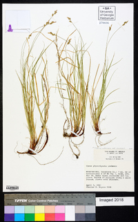 Carex albicans var. emmonsii image