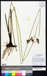 Juncus roemerianus image