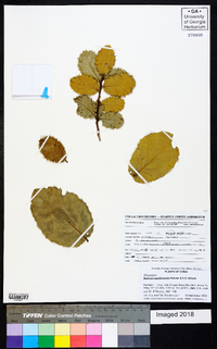 Quercus aquifolioides image