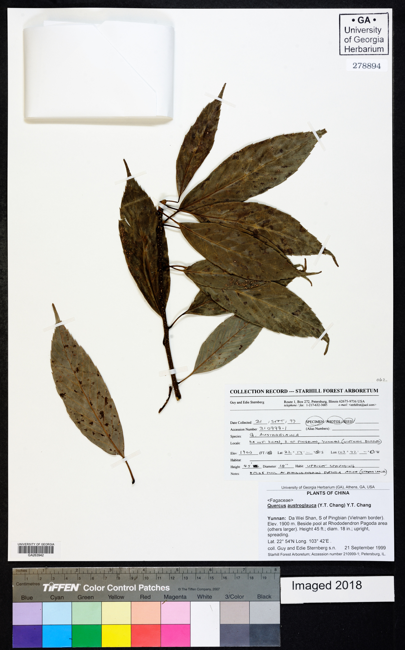 Quercus lungmaiensis image