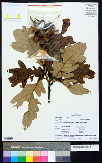 Quercus bicolor image