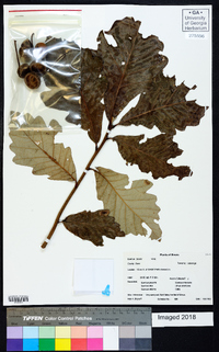 Quercus bicolor image