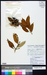 Image of Quercus delavayi