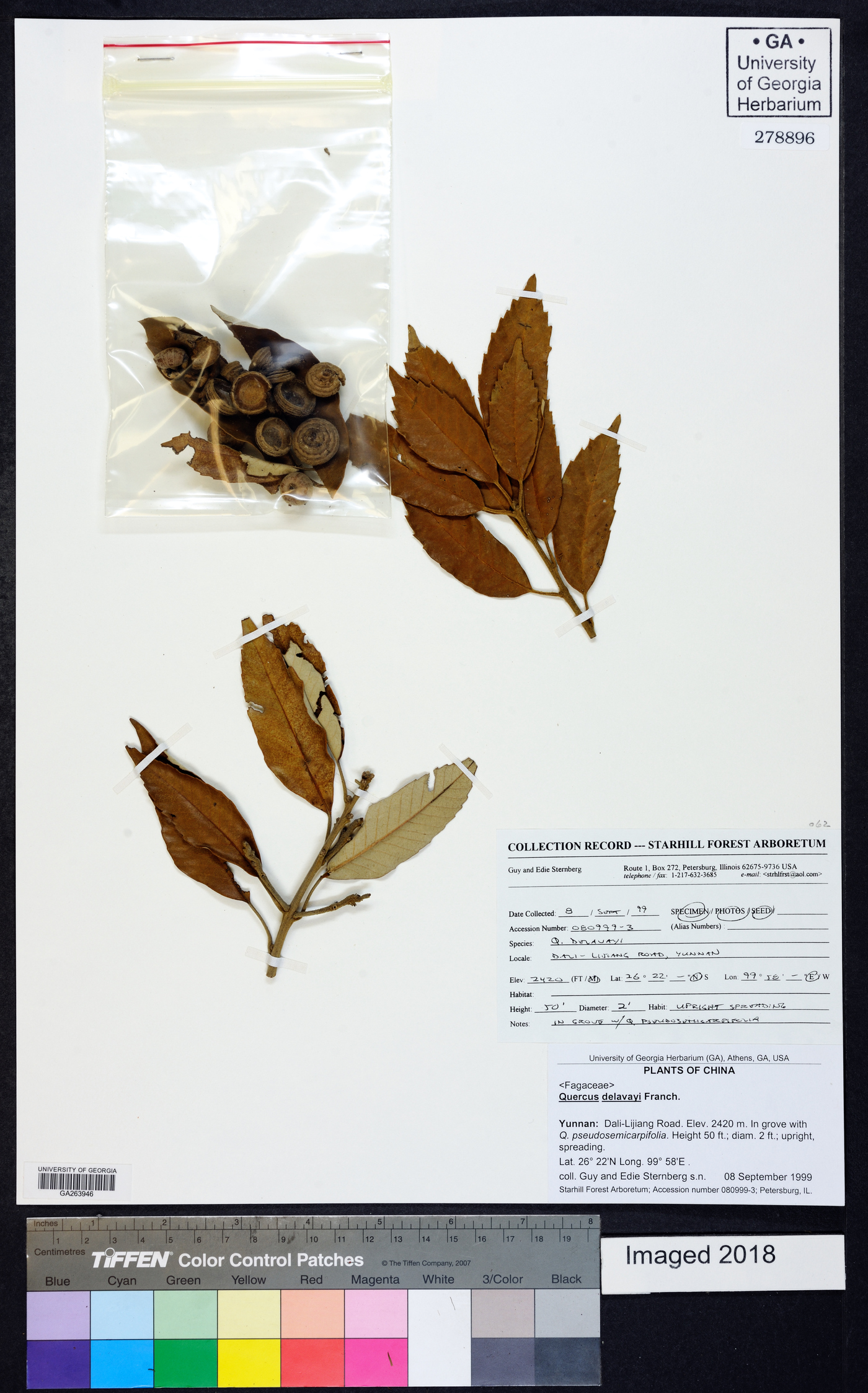 Quercus delavayi image