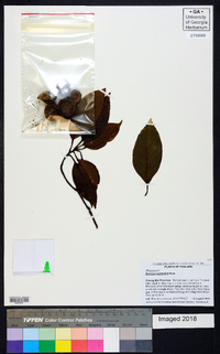 Image of Quercus eumorpha