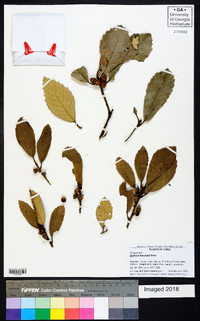 Image of Quercus franchetii