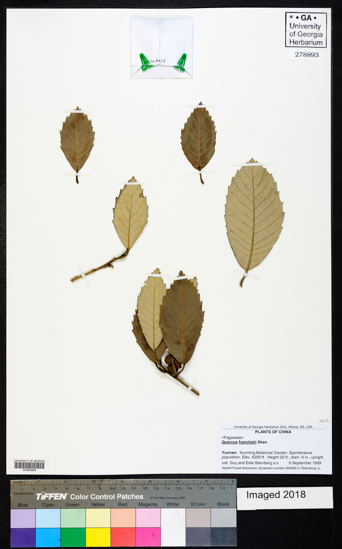 Quercus franchetii image