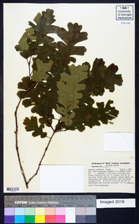 Quercus garryana image