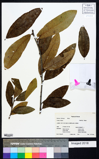 Quercus imbricaria image