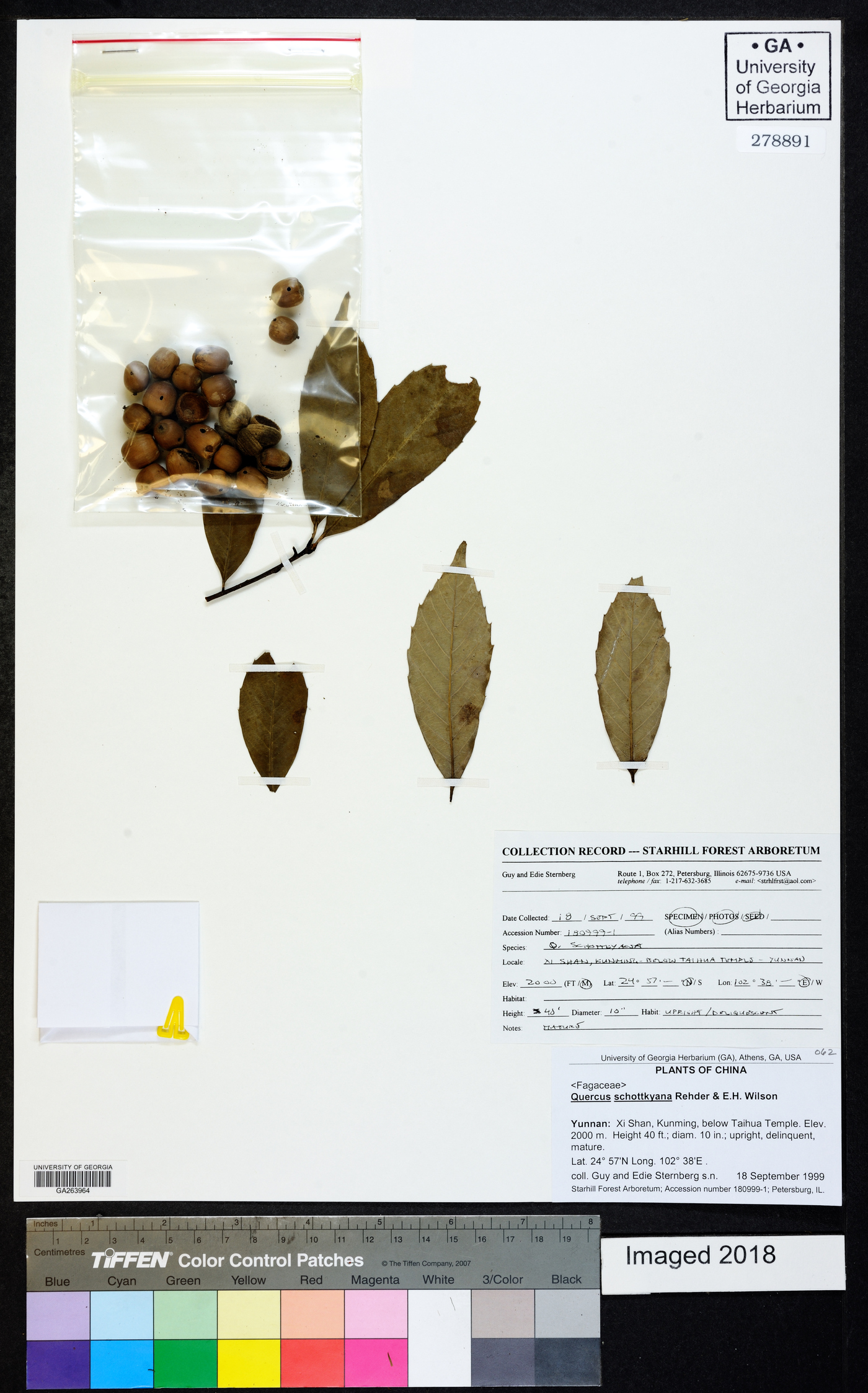 Quercus schottkyana image