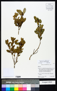 Quercus vaccinifolia image