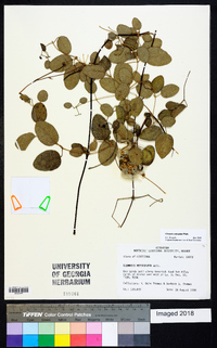 Clematis reticulata image