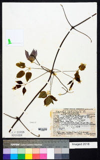 Clematis verticillaris image