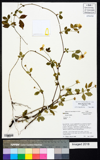 Rubus flagellaris image