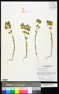 Euphorbia longicruris image